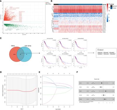 A five-collagen-based risk model in lung adenocarcinoma: prognostic significance and immune landscape